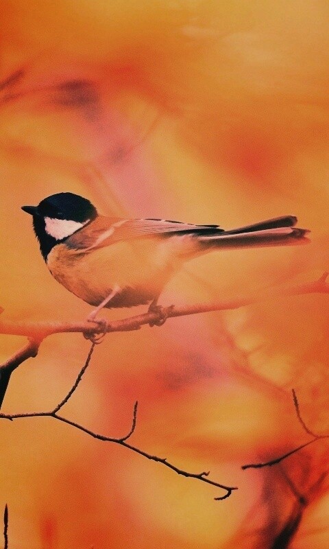 Синичка в желтой листве обои