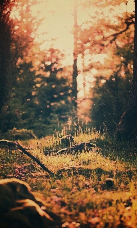 Лето в лесу обои