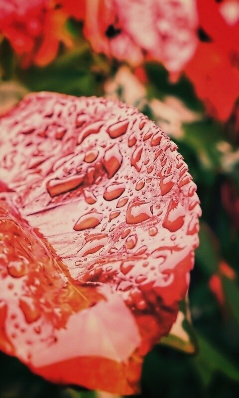 Красный лист в каплях воды обои