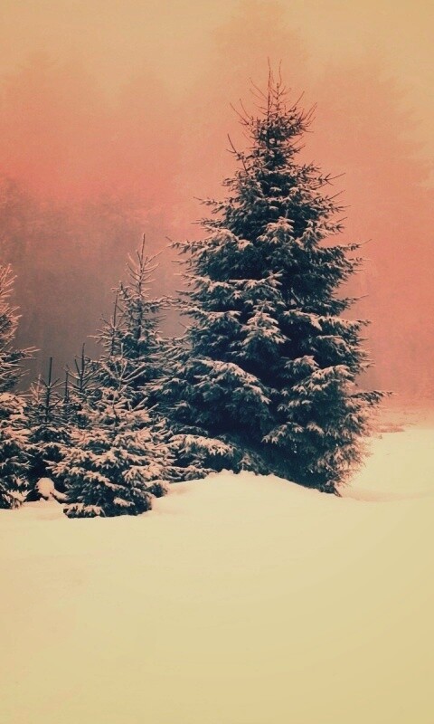 Ёлки в сугробах обои