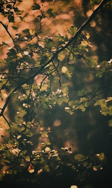 Дубовая зеленая листва обои