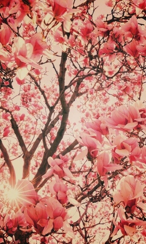 Магнолия обои