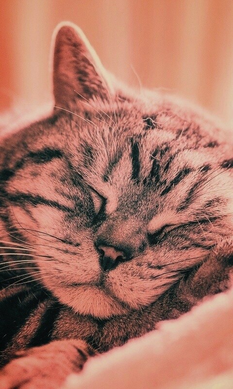 Спящий кошак обои