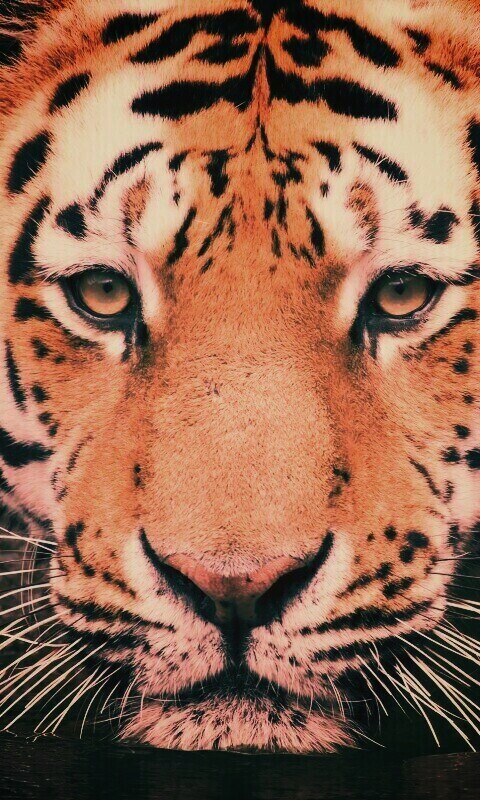 Купание тигра обои