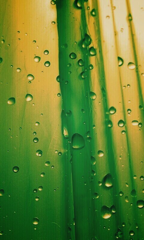 Капли на зеленом пластике обои