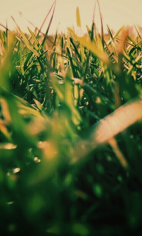 Трава обои
