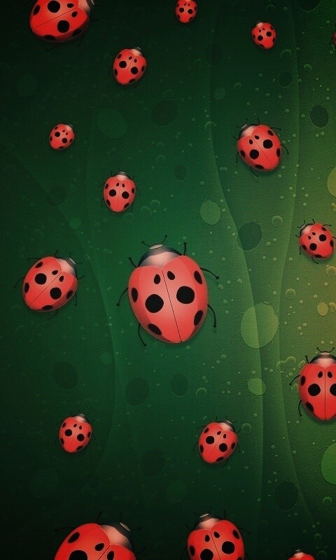 Божьи коровки обои