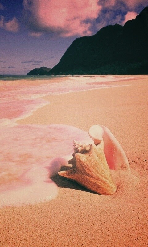 Морская раковина обои