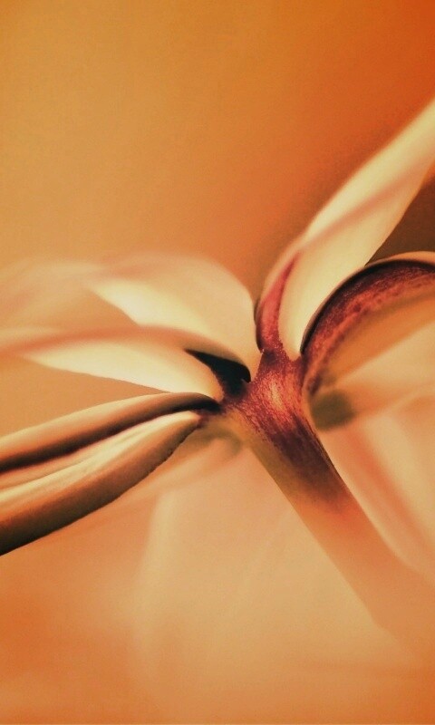 Цветок обои