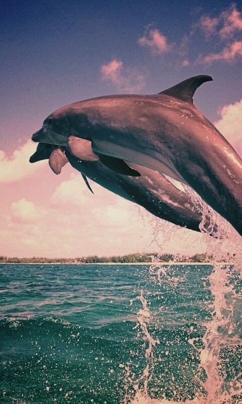 Дельфины обои