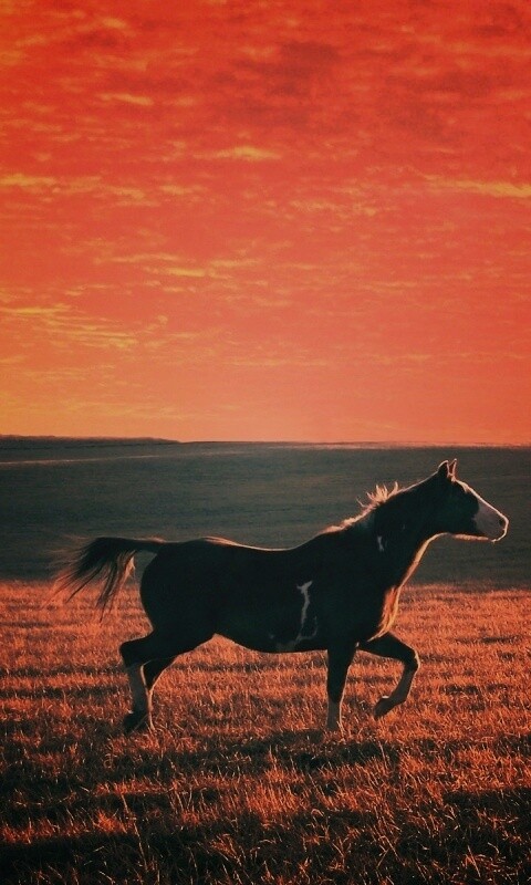 Мустанг обои