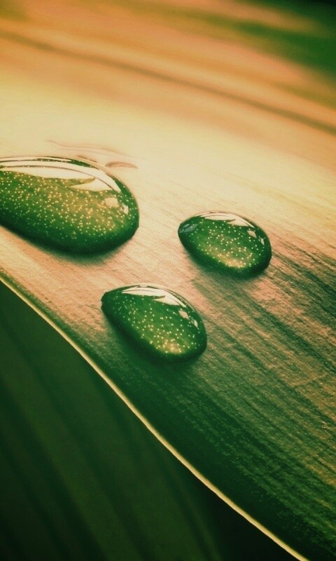 Капли на зеленом листе обои