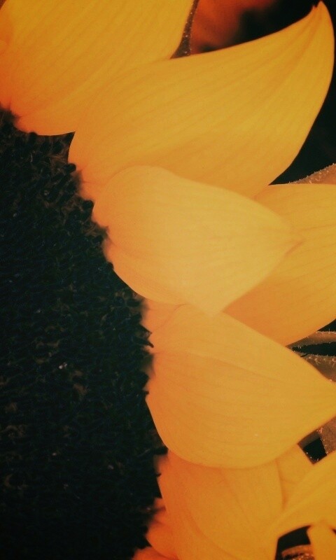 Подсолнухи обои