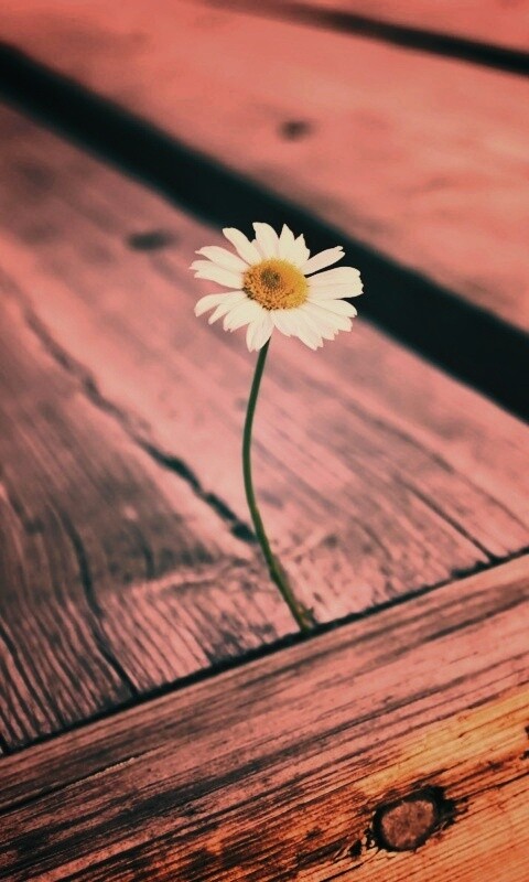 Жизнь среди смерти обои