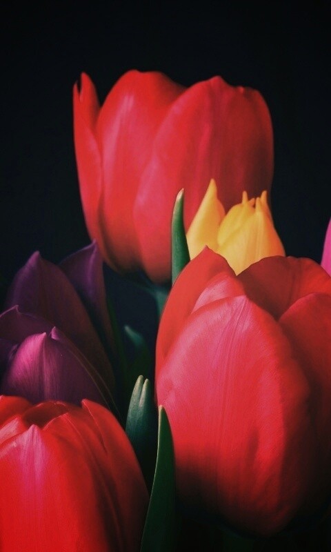 Тюльпаны обои