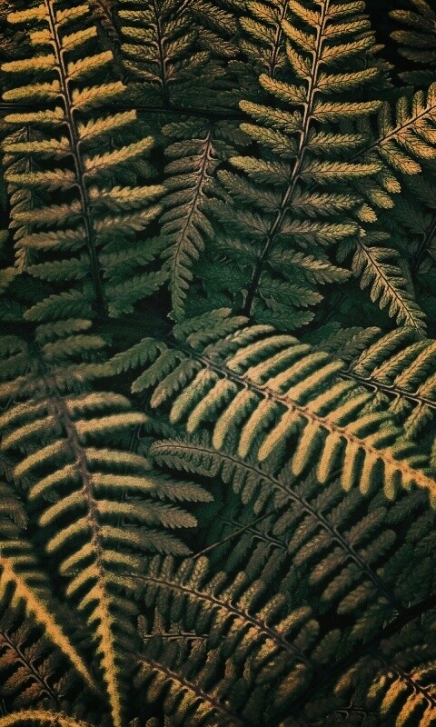 Папоротник обои