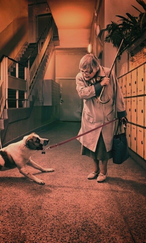 Непослушная собака обои