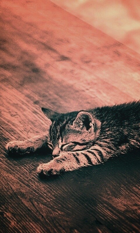 Растянувшийся кошара обои