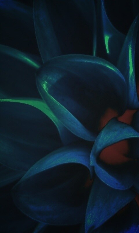 Лепестки обои