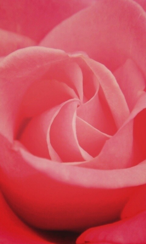 Идеальная роза обои