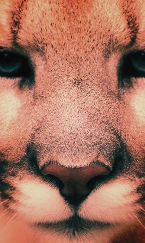 Взгляд большой кошки обои