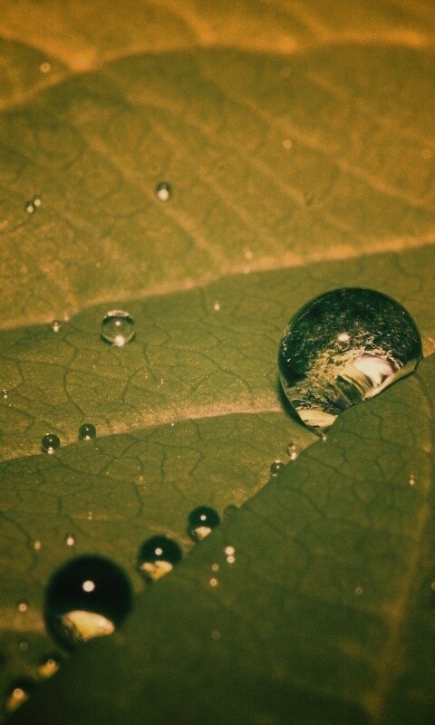 Капли на листе обои