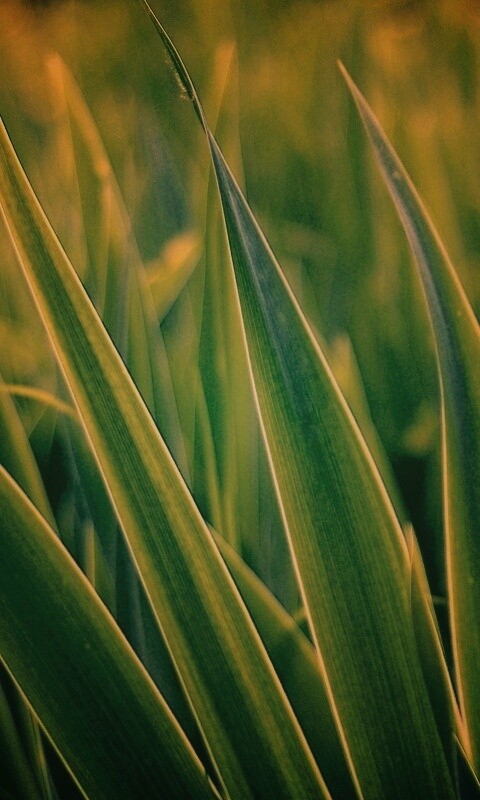 Идеальная зелень обои