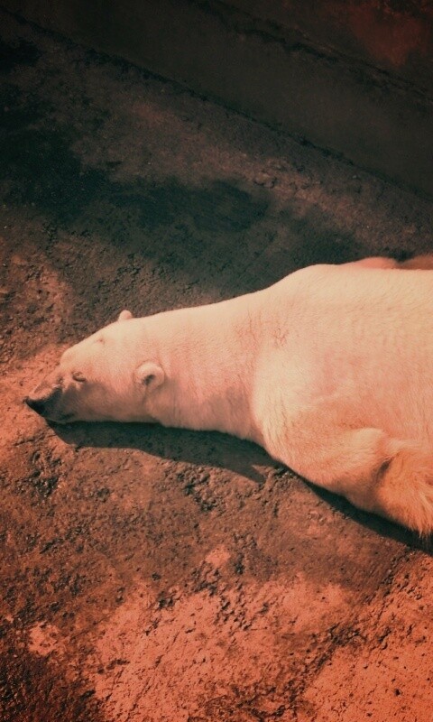 Мы можем их спасти обои