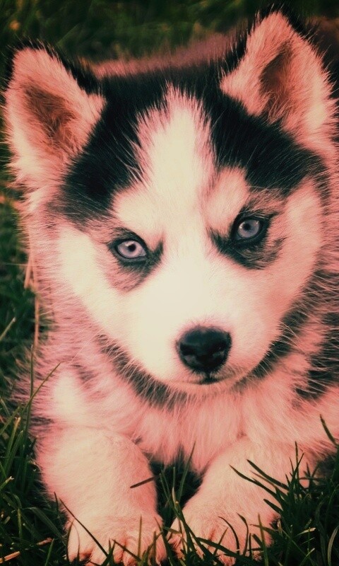 Голубоглазый щенок хаски обои