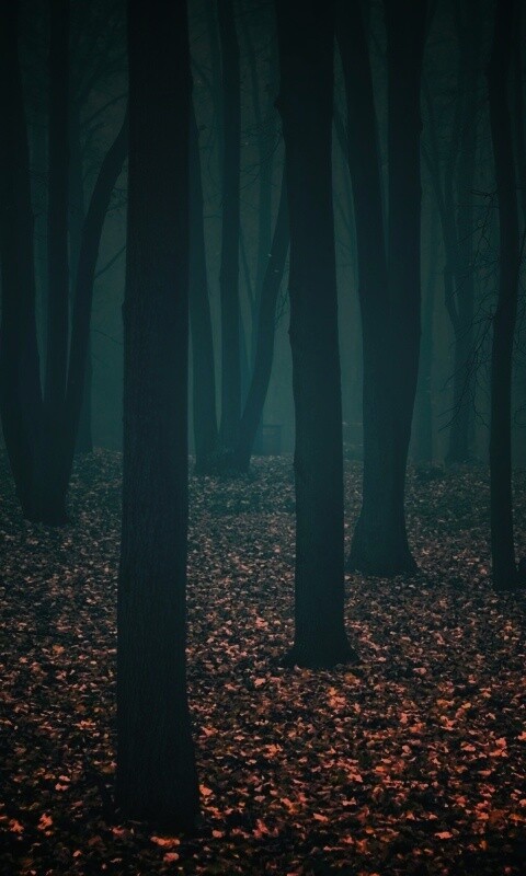 Таинственный лес обои