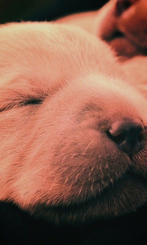 Мордочки симпатичных щенков обои