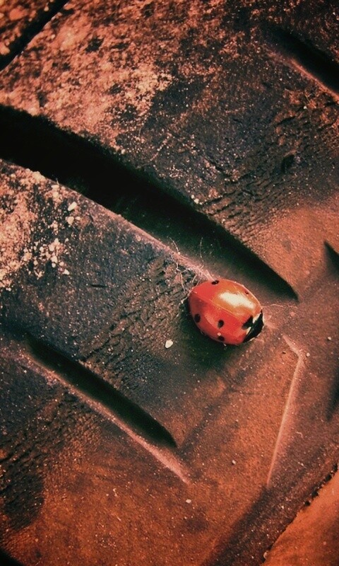 Божья коровка на автомобильной покрышке обои