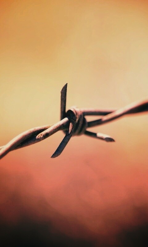 Фото колючей проволоки обои