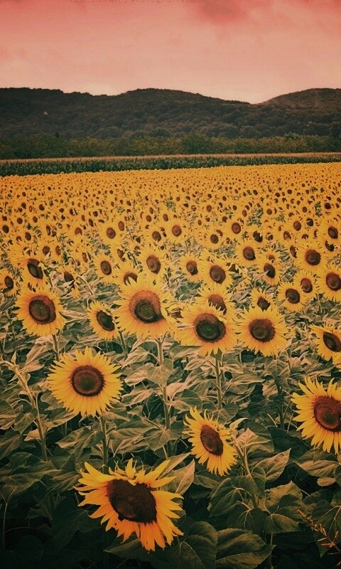 Живописное поле подсолнухов обои