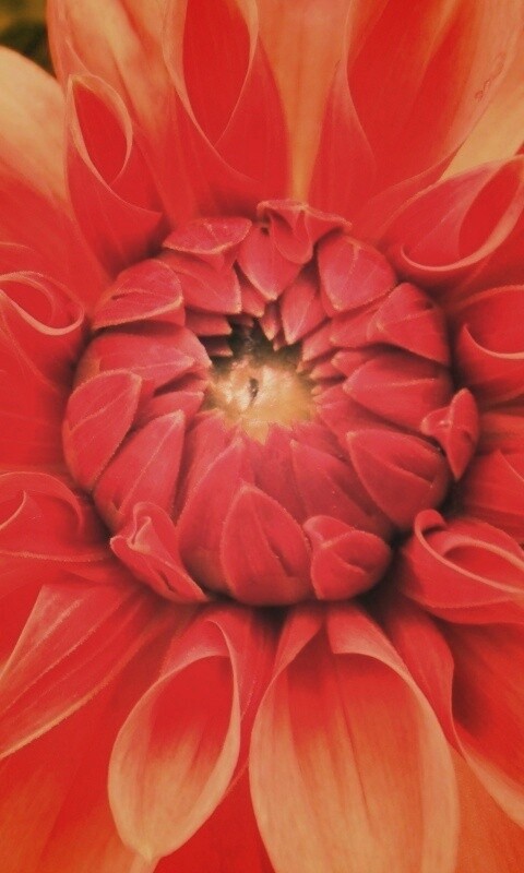 Аленький цветочек обои