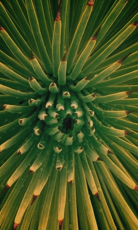 Хищный цветок обои