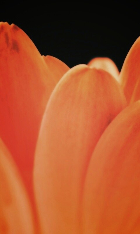 Цветочные лепестки обои