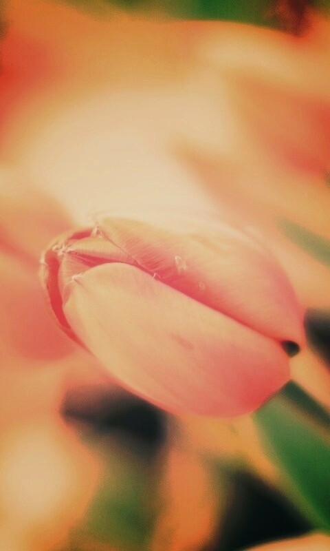 Красивый тюльпан обои