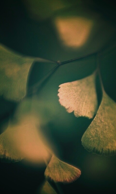 Дикие зеленые листья обои