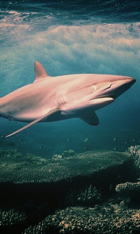 Акула в море обои