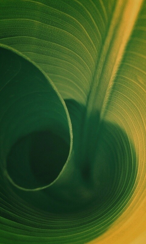 Зеленый лист трубочкой обои