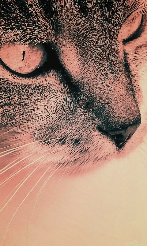 Очень красивый кот обои