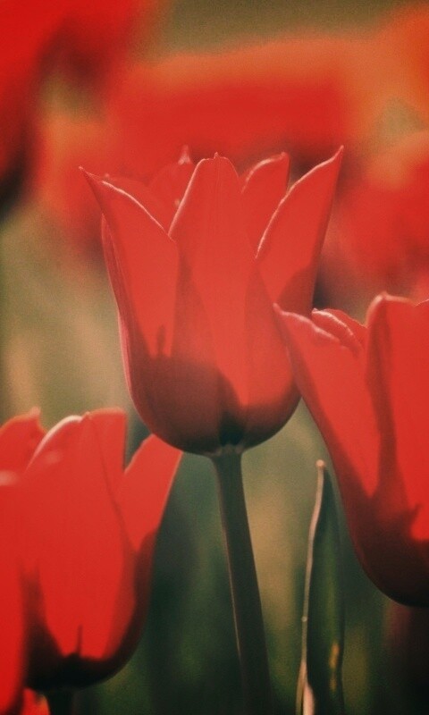 Красные цветы обои