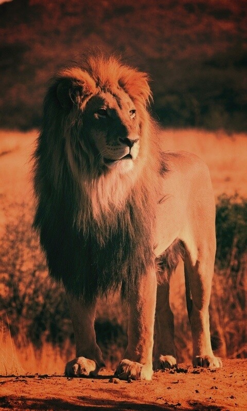 Царь зверей обои