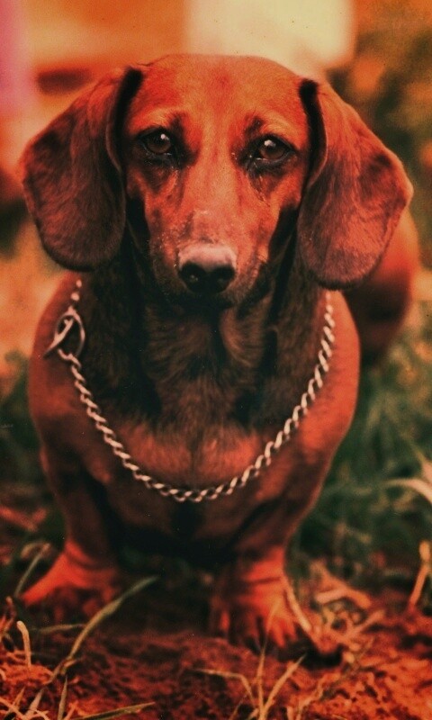 Рыжая такса обои