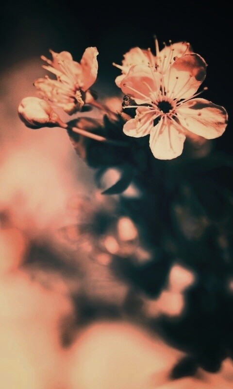 Цветок вишни обои