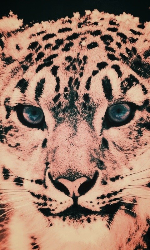 Снежный барс обои