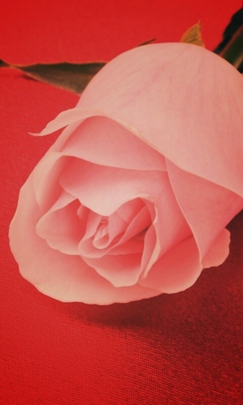 Розовая роза обои