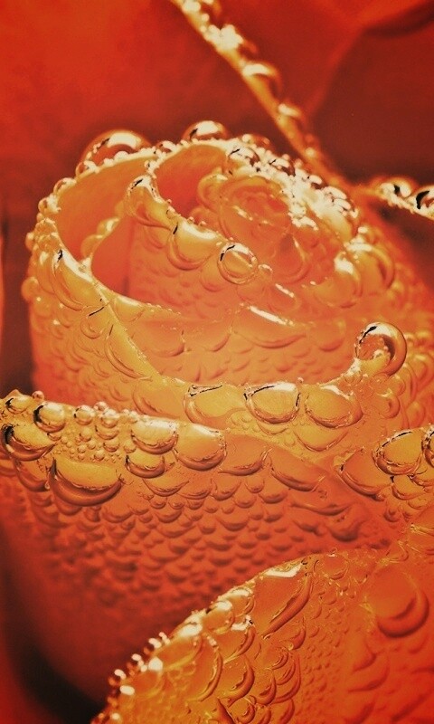 Мокрый желтый цветок обои