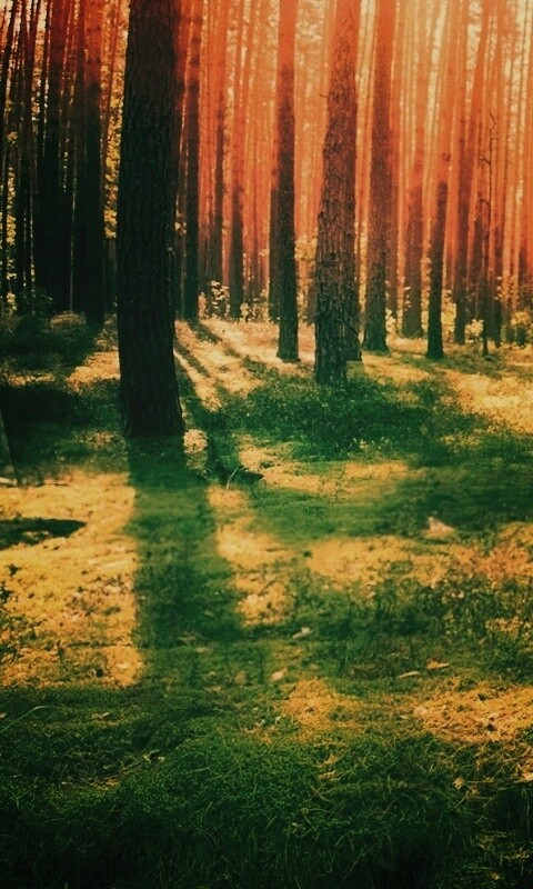 Солнечный лес обои